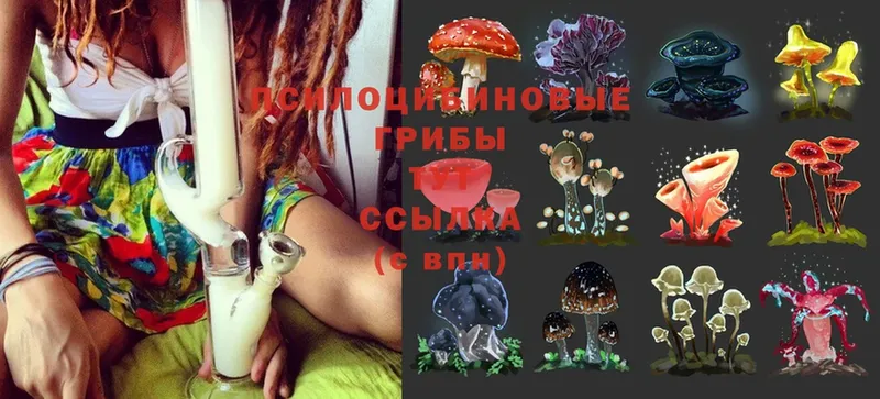 кракен вход  Злынка  Галлюциногенные грибы Psilocybine cubensis 